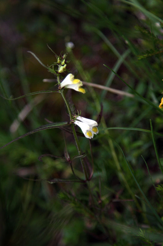 con quelle foglie! - Melampyrum sp.